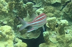 Sargocentron microstoma