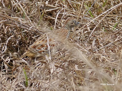 Turnix sylvaticus lepurana