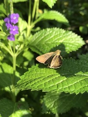 Pelopidas mathias mathias