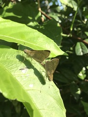 Pelopidas mathias mathias