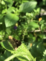 Pelopidas mathias mathias