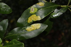 Corythoxestis zorionella