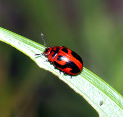 Calomela crassicornis