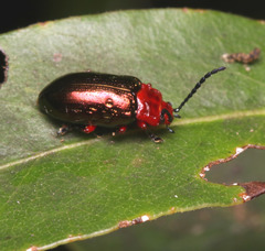 Phyllocharitini