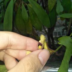 Aristolochia kaempferi