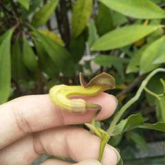 Aristolochia kaempferi