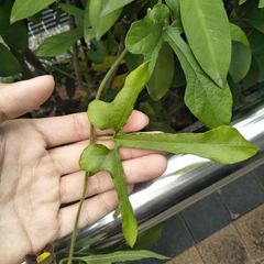 Aristolochia kaempferi