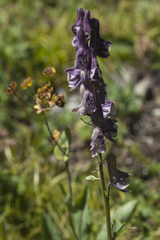 Aconitum leucostomum