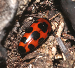 Episcaphula australis