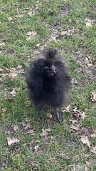 Gallus gallus domesticus