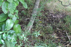 Coprosma ×cunninghamii
