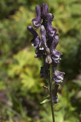 Aconitum leucostomum