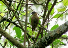 Picumnus olivaceus