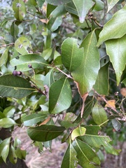 Syzygium formosanum