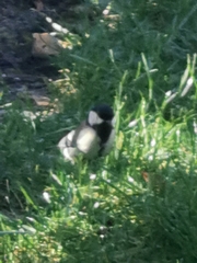 Parus major