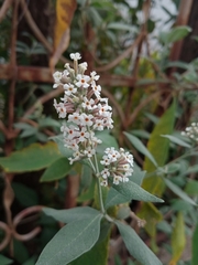 Buddleja officinalis