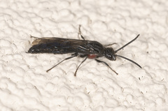 Rhagigaster scalae