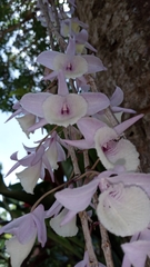 Dendrobium aphyllum