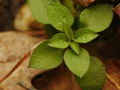 Moehringia trinervia
