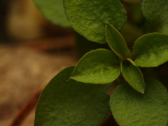 Moehringia trinervia