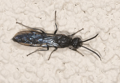 Rhagigaster scalae