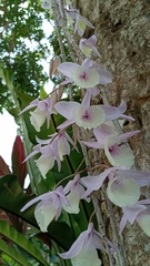 Dendrobium aphyllum