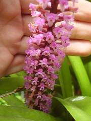 Arpophyllum giganteum