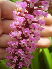 Arpophyllum giganteum