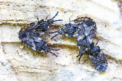 Aradus depressus