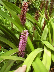 Arpophyllum giganteum