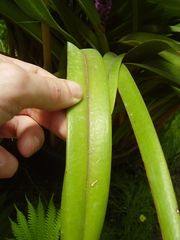 Arpophyllum giganteum