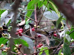 Saltator striatipectus