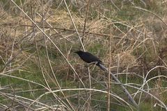 Corvus corone