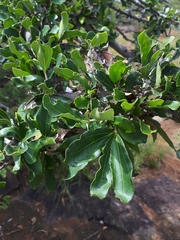 Strychnos madagascariensis