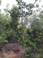 Strychnos madagascariensis