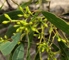 Eucalyptus odorata