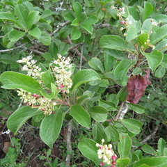 Terminalia phanerophlebia