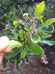 Strychnos madagascariensis