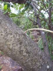 Strychnos madagascariensis