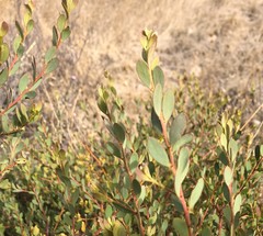 Acacia brachybotrya