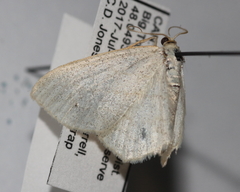 Scopula frigidaria