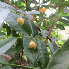 Monanthotaxis caffra