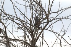 Hypsipetes amaurotis