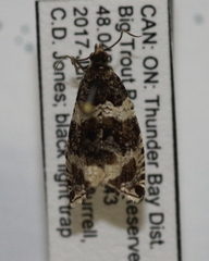 Olethreutes valdanum