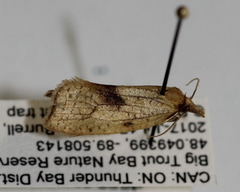 Sparganothis xanthoides