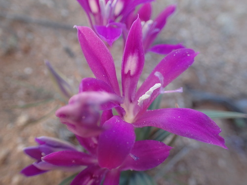 Image of Babiana curviscapa by no rights reserved