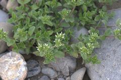 Cerastium glomeratum