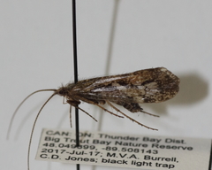 Limnephilus moestus
