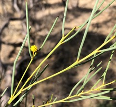 Acacia rigens