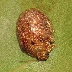 Paropsis variolosa